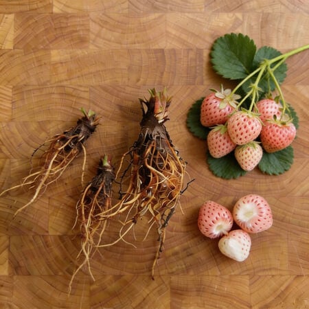 White Carolina Pineberry, Strawberry Roots - 5 Roots image number null